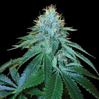 OG 18 (Reserva Privada) feminiserede cannabisfr&oslash;