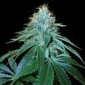 The OG 18 (DNA Genetics) Feminiserede