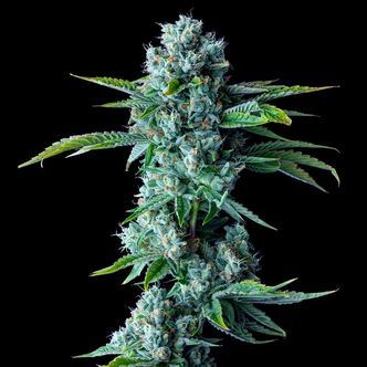 Skywalker Kush (DNA Genetics) feminiserede cannabisfr&oslash;