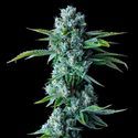 Skywalker Kush (DNA Genetics) Feminiserede