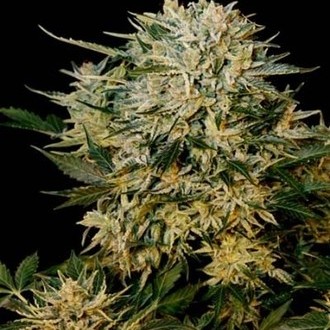 Sugar Gom (Grass-O-Matic) Feminiserede