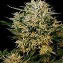 Sugar Gom (Grass-O-Matic) Feminiserede