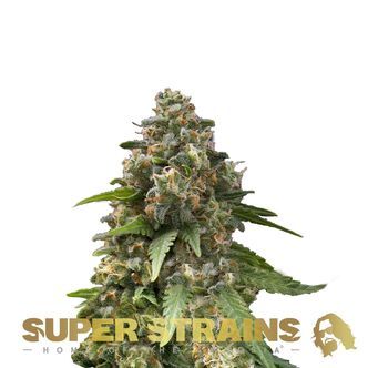 Enemy Of The State (Super Strains) feminiserede