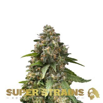 Enemy Of The State (Super Strains) Feminiserede