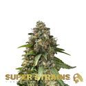 Enemy Of The State (Super Strains) Feminiserede