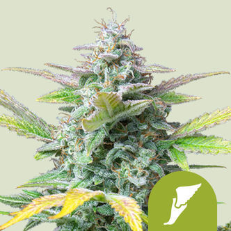 Quick One Automatic (Royal Queen Seeds) feminiserede cannabisfr&oslash;