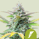 Quick One Autoflower (Royal Queen Seeds) Feminiserede