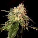 OG Kush (DNA Genetics) Feminiserede