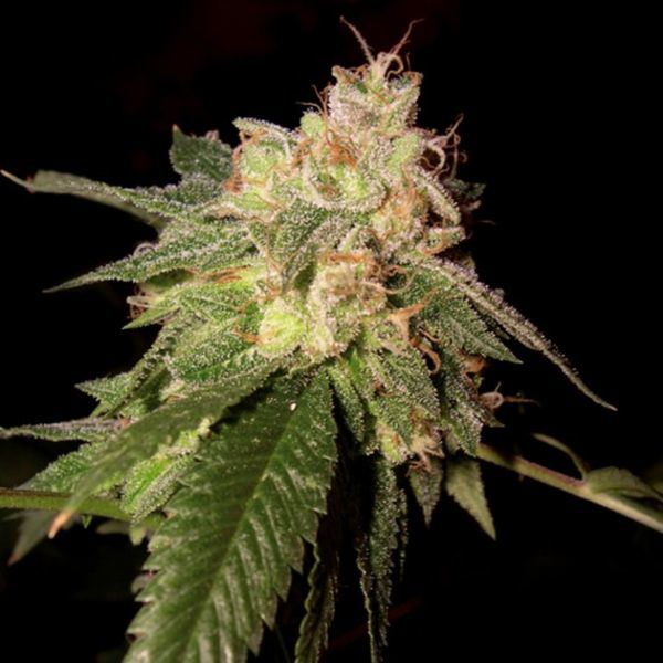 OG Kush (DNA Genetics) Feminiserede