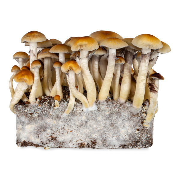 Thai væskekulturssprøjte (Acid Shroomz)