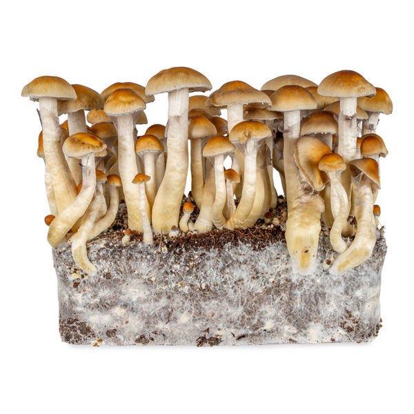 Thai væskekulturssprøjte (Acid Shroomz)
