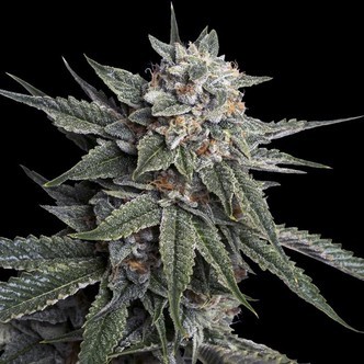 Holy Grail Kush (DNA Genetics) feminiserede cannabisfr&oslash;