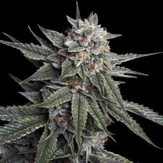 Holy Grail Kush (DNA Genetics) Feminiserede