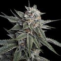 Holy Grail Kush (DNA Genetics) Feminiserede