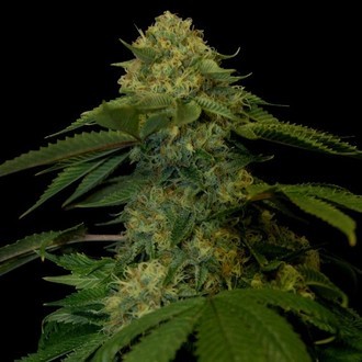 Holy Grail Kush (DNA Genetics) Feminiserede