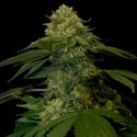 Holy Grail Kush (DNA Genetics) Feminiserede