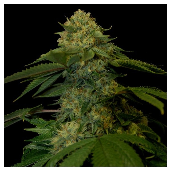 Holy Grail Kush (DNA Genetics) Feminiserede