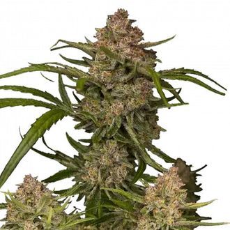 Guava Auto (FastBuds) Feminiserede