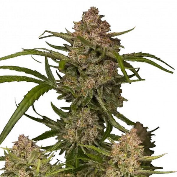 Guava Auto (FastBuds) Feminiserede