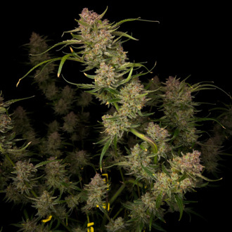 Guava Auto (FastBuds) Feminiserede