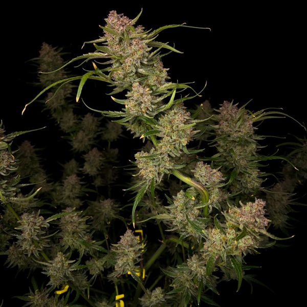 Guava Auto (FastBuds) Feminiserede