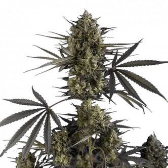 Pound Cake Auto (FastBuds) feminiserede
