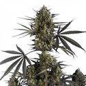 Pound Cake Auto (FastBuds) Feminiserede