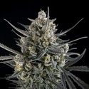 Pound Cake Auto (FastBuds) Feminiserede
