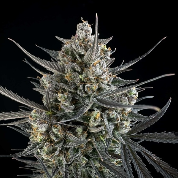 Pound Cake Auto (FastBuds) Feminiserede