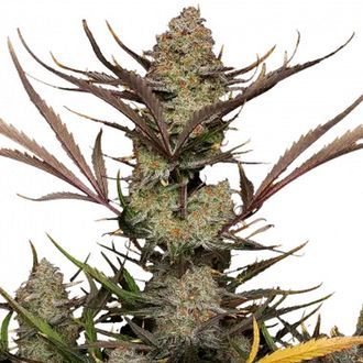 Apple Strudel Auto (FastBuds) Feminiserede