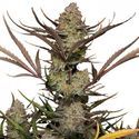 Apple Strudel Auto (FastBuds) Feminiserede