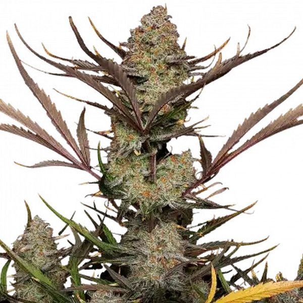 Apple Strudel Auto (FastBuds) Feminiserede