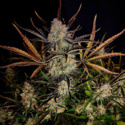 Apple Strudel Auto (FastBuds) Feminiserede