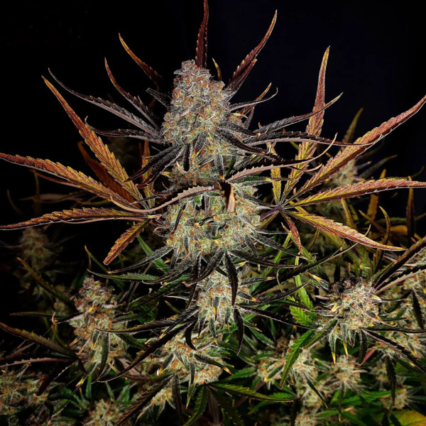 Apple Strudel Auto (FastBuds) Feminiserede