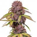 Lemon Cherry Cookies Auto (FastBuds) Feminiserede