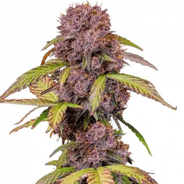 Lemon Cherry Cookies Auto (FastBuds) Feminiserede