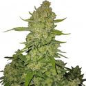Papaya Cookies Auto (FastBuds) Feminiserede