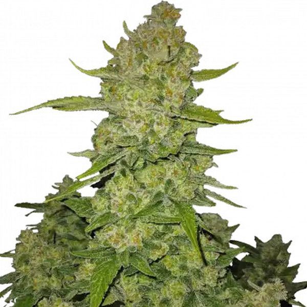 Papaya Cookies Auto (FastBuds) Feminiserede