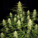 Papaya Cookies Auto (FastBuds) Feminiserede
