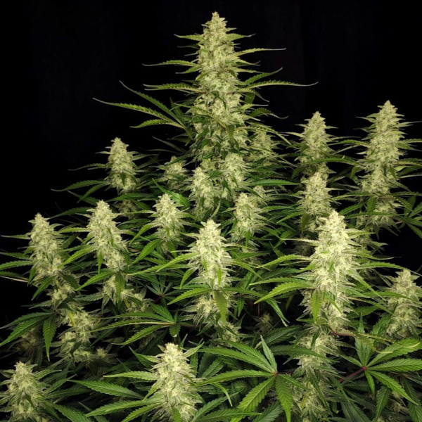 Papaya Cookies Auto (FastBuds) Feminiserede