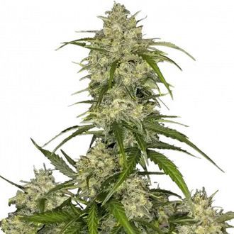 Sour Jealousy Auto (FastBuds) Feminiserede
