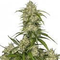 Sour Jealousy Auto (FastBuds) Feminiserede