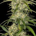 Sour Jealousy Auto (FastBuds) Feminiserede