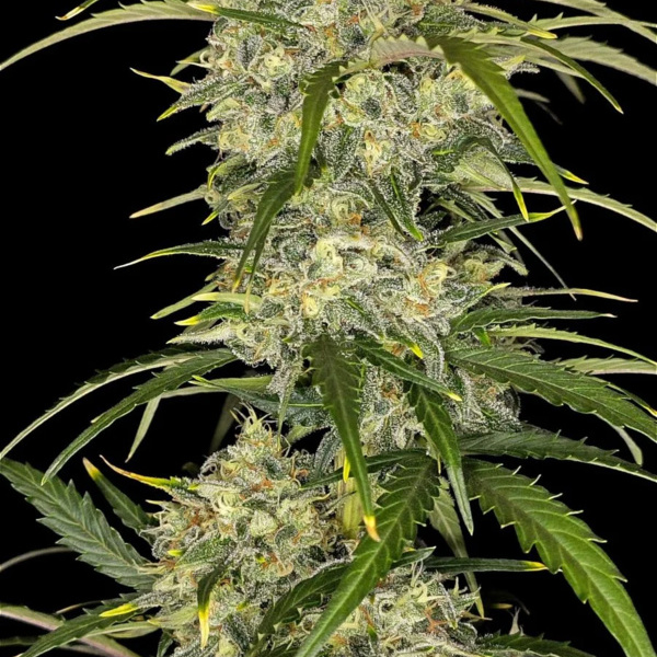 Sour Jealousy Auto (FastBuds) Feminiserede