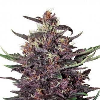 Buddha Purple Kush (Buddha Seeds) feminiserede cannabisfr&oslash;