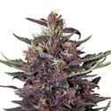 Purple Kush Auto (Buddha Seeds) Feminiserede