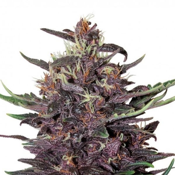 Purple Kush Auto (Buddha Seeds) Feminiserede