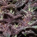 Purple Kush Auto (Buddha Seeds) Feminiserede