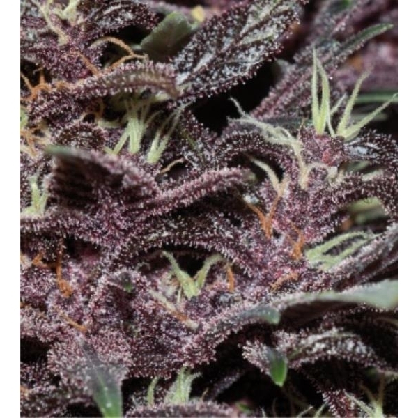 Purple Kush Auto (Buddha Seeds) Feminiserede