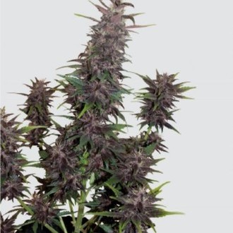 Purple Kush Auto (Buddha Seeds) Feminiserede